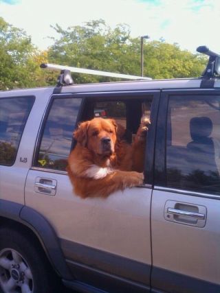 Dog 1