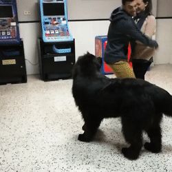Dog 5