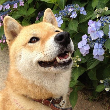 Dog 7