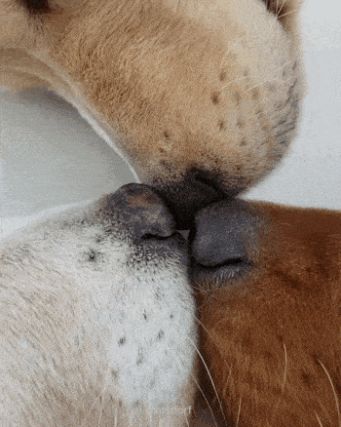 Dog 7