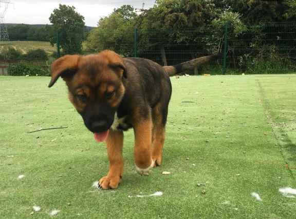 Dog 2