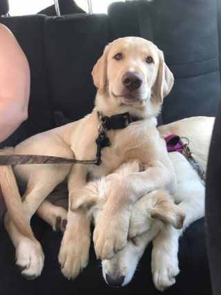 Dog 6