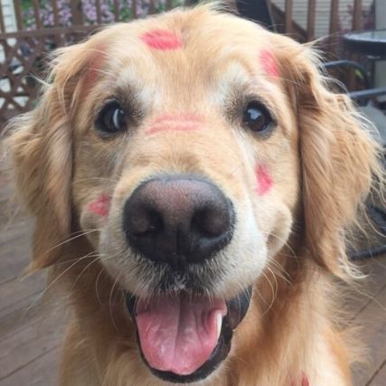 Dog 2