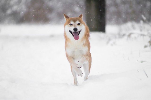 Dog 3