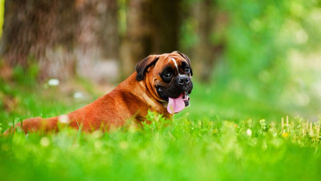 Dog 2