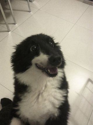 Dog 4
