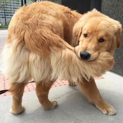 Dog 4