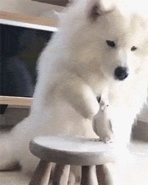 Dog 3