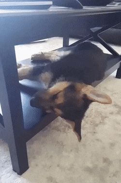 Dog 8