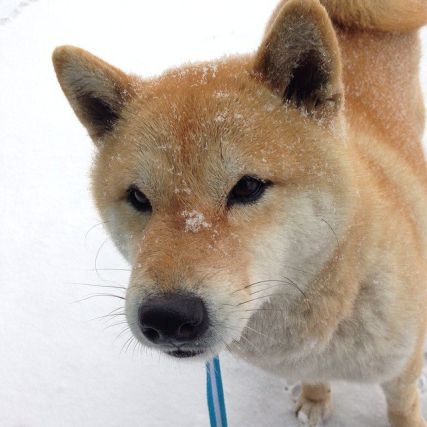 Dog 7