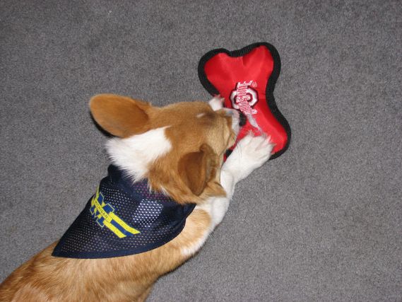 Dog 3