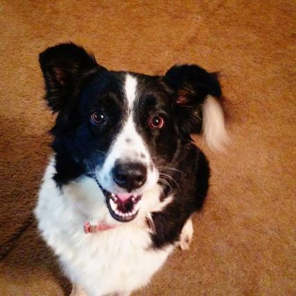 Dog 5