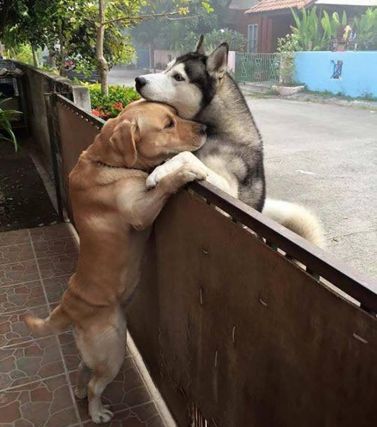 Dog 7