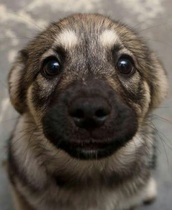 Dog 3