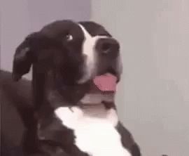 Dog 2