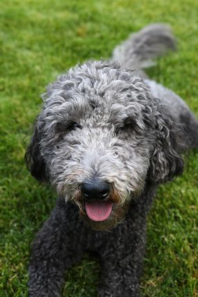 Dog 6