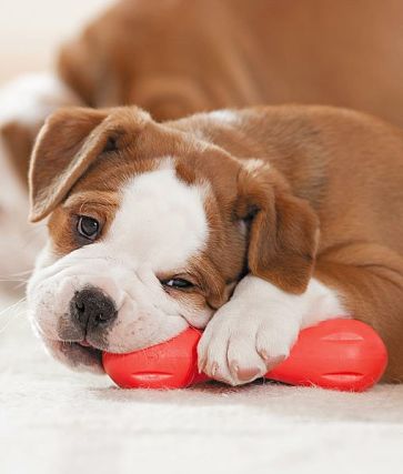 Dog 6