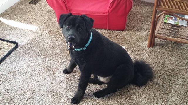 Dog 7