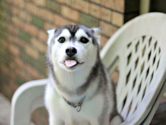 Dog 6