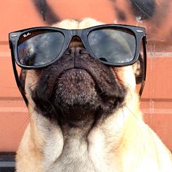 Dog 5
