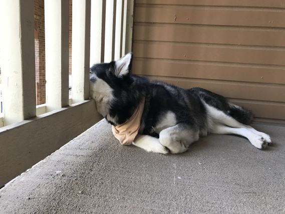 Dog 1
