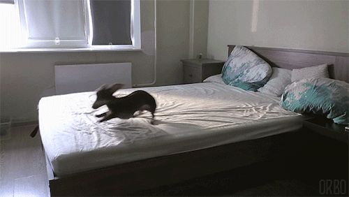 Dog 7