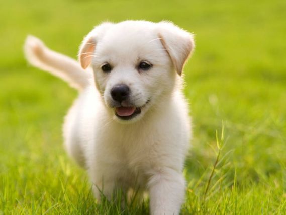 Dog 5