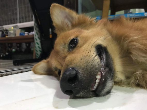 Dog 1