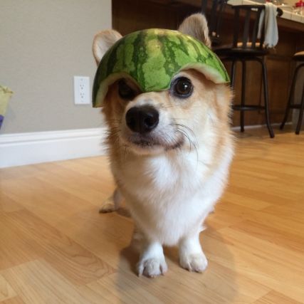 Dog 3