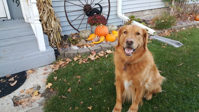 Dog 6