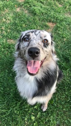 Dog 3