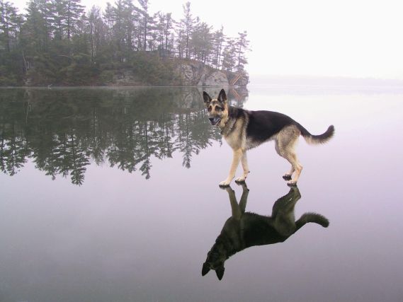 Dog 6