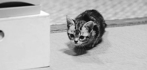 Cat 2
