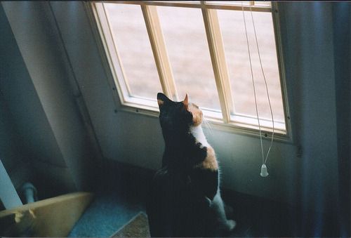 Cat 6