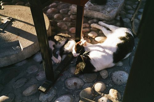 Cat 5