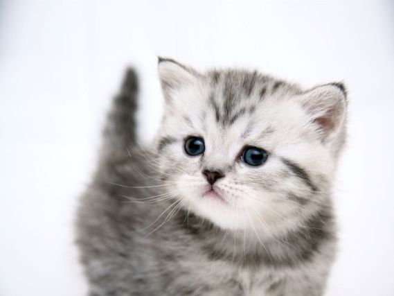 Cat 6