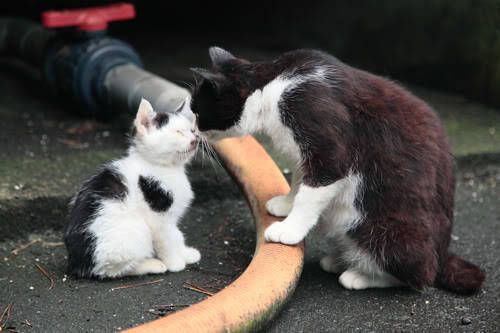 Cat 4