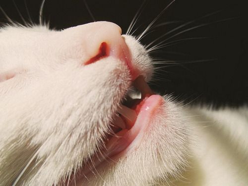 Cat 1