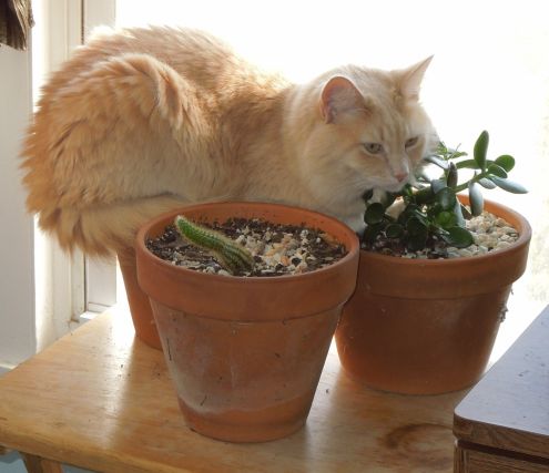 Cat 9