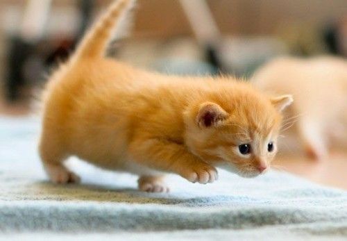 Cat 1