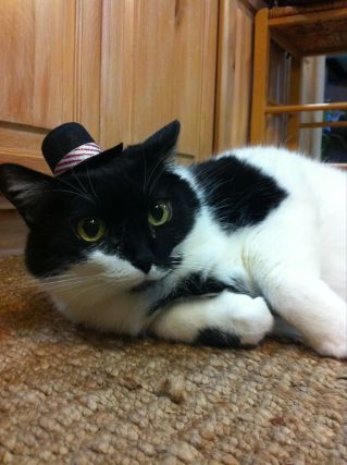 Cat 1