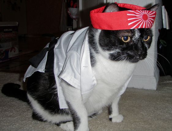 Cat 1