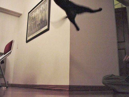 Cat 3
