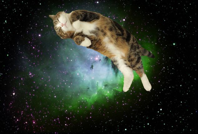 Cat 1