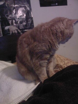 Cat 4