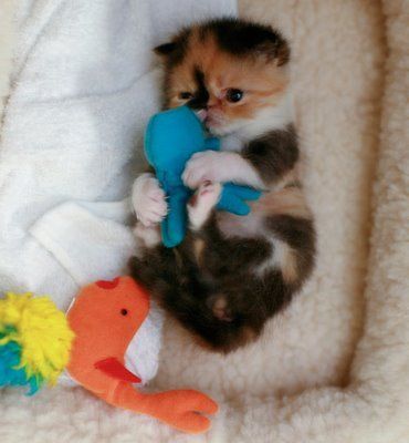Cat 3