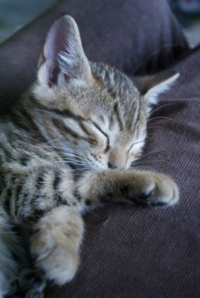 Cat 7