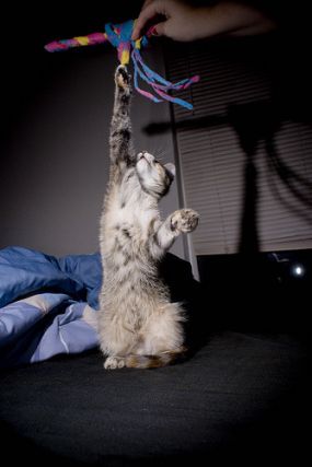 Cat 1