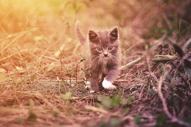 Cat 1