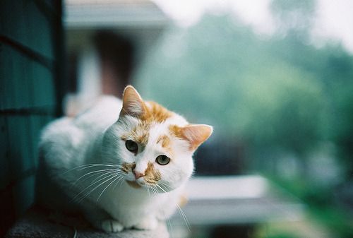 Cat 10